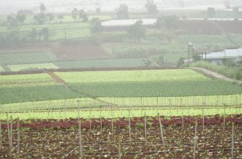 Dự án rau sạch ở Đơn Dương, Lâm Đồng