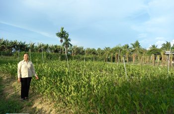 Dự án trồng cây giống ở Bến Tre